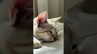 🩷 Cute Pets Falling Asleep 🐶🐱 Relaxing & Adorable