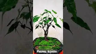 bodhi tree 