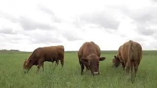 Cover Crop Case Study - Episode 1: Cattle on Cover Crops