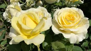 Elina Hybrid Tea Rose