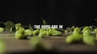 The Hops Are In