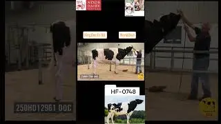 🔥Hf 0748 bull🔥#trendingreels #breeding#Pb04 Faridkot #denmark #Sukhjeetmaan#