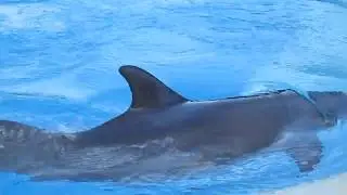 Dolphins Jumping Swimming Sideways Cute Up Close Nonstop@ Mirage Dolphins & Lions Habitat Las Vegas