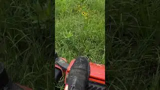 Pasture Infested with Field Mice #rodents #pasturemanagement #farmlife #homesteading
