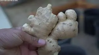 How to Grow Ginger in Containers And Get a Huge Harvest