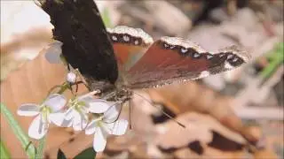 SpringThings: In-Your-Face with a Mourning Cloak
