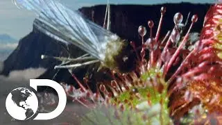 Las plantas carnívoras de Venezuela | Latinoamérica salvaje | Discovery Latinoamérica