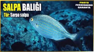 Salpa Balığı Hakkında Bilgi | Sarpa salpa | Akdeniz Balıkları