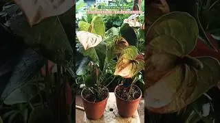 Anthurium andraeanum Indoor Plant| Flamingo Flower|Painter's Palette |Anthurium RedLive Indoor Plant