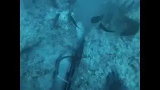 91# Black Grouper Dive Gulf of Mexico 10/14 Crab trap 240'