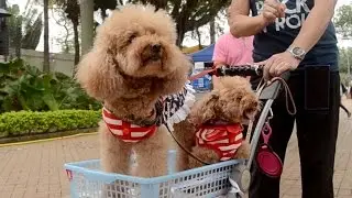 Hong Kong's New Trend: Dogs In Prams