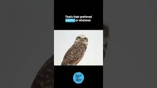 Where do burrowing owls get their burrows?