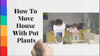 How To Move House With Pot Plants | Better Removalists Sunshine Coast