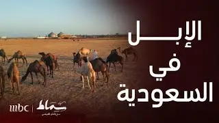 سماط | تعرف على أنواع الإبل