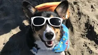 Corgi Con to take over SF's Ocean Beach
