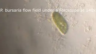Vortex flow field of Paramecium bursaria