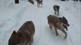 Running With Wolves in Poland.