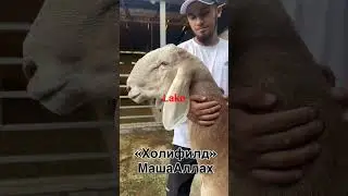 #arashan#qirgizston#kirgistan #uzbekistan#kazakhstan#arashanuz #gissar#duet#animals#arashanuz#funny