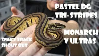 Pastel DG Tri-Stripe Project, Monarch против Ultrasand выражают признательность Snake Shack