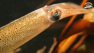 Calamarete Patag&oacute;nico o Calamarete del sur (Doryteuthis gahi)