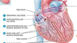 Basic knowledge of ECG