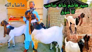 Syed Hashim Shah || Top class Pateri goats