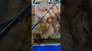 🐅🦐✂️: Tiger Prawns Cleaning Tips - Jumbo Shrimp Cleaning By Scissors - Prawns Cleaning trick #shorts