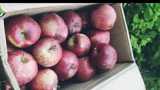 apple from hp to jammu. #gandharivalley #tribalarea #pangi #killar #apple #natural #adventure #hrtc