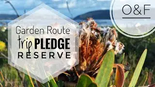 Garden Route Trip // P1 // Pledge Nature Reserve - Fynbos expedition