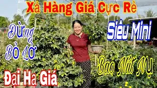 15/1 Vườn xả hàng mai chơi Tết giá cực rẻ 💥20k🌲và nhiều mã số đẹp 🌲🌲🌲☎️ 0987353953