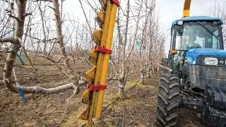 Mechanically hedging a cherry orchard with WSU