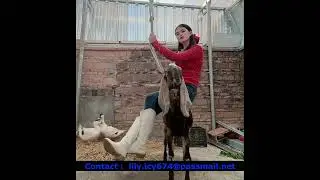 Goat Riding #sheep#sheepriding #goat #goatriding #donkey #donkeyriding #Buffaloriding