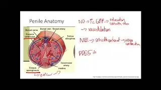 Penile anatomy and physiology | Reproductive system | Step 1 Simplified