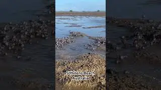A swarm of light blue soldier crabs! #crab #australia #queensland #wildlife #ocean #shorts #beach
