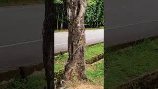 Long tail monkeys are perfect tree climbers 😊🐒🐒 #monkeyvideo #monkey #animals
