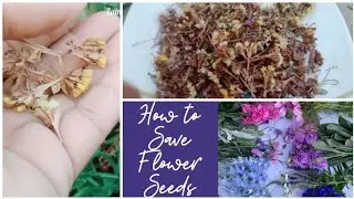 statice flowers seeds collection #staticeflowers  #staticeseedscollection