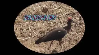 Red Naped Ibis digging for food early morning/ Pseudibis papillosa /Rajasthan Birds Panasonic v 270