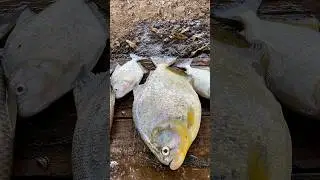PIRANHA GIGANTE