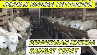 Cara Ternak Domba Modern Untung Cepat di Fattening | Eduternak Series 9