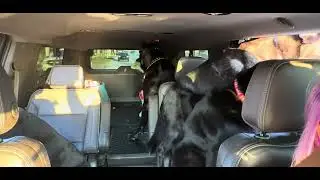 #gaugemania #canecorso #servicedog #dogs #labmix #labrador #akita 