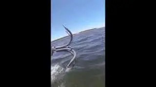 Gopro swimming with dolphins