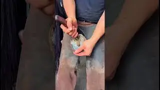 Farrier's precision trimming that makes every stroke count #farrier #satisfying #asmr