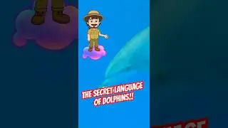 How Dolphins Invent Their Own Names! - SFFOT
