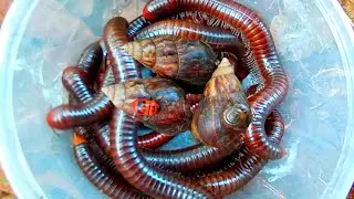 hunt millipede,snail,let's hunt cute animals,luwing,snails without shells,flattened snails,javelins