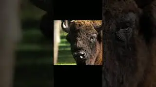 Символ дикой силы и свободы североамериканских прерий. Бизон #shorts