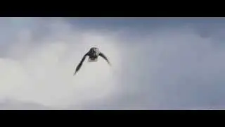 TNT - Titkos &uuml;zenet