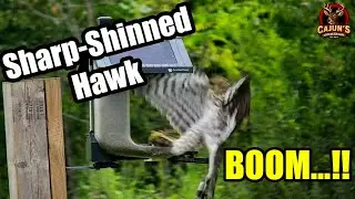 Sharp-shinned Hawk Dives in Front of FeatherSnap on Sept 4th 2025