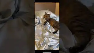 Slashop | Scratch Proof for Pet hair resistant bamboo sheet set for dogs/cats family
