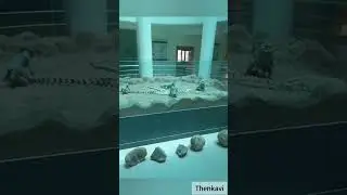 Museum#shorts புதை உயிரிப் படிவ அருங்காட்சியகம் #fossil #museum #historical #tourism #informative