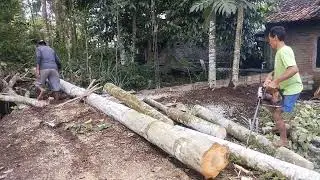 Tebang pohon jengkol nangka di kalisat mandiraja banjarnegara